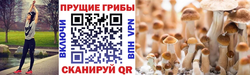 купить наркоту Пласт Галлюциногенные грибы Cubensis
